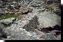 Il sentiero <slittabile> nel
vallone del Lac Gelé
(52099 bytes)