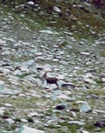 Lo stambecco capo-branco, vicino alla
breccia della cresta ovest del Mont Avic
(11646 bytes)